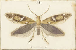 Image of Mnesarchaea paracosma Meyrick 1886