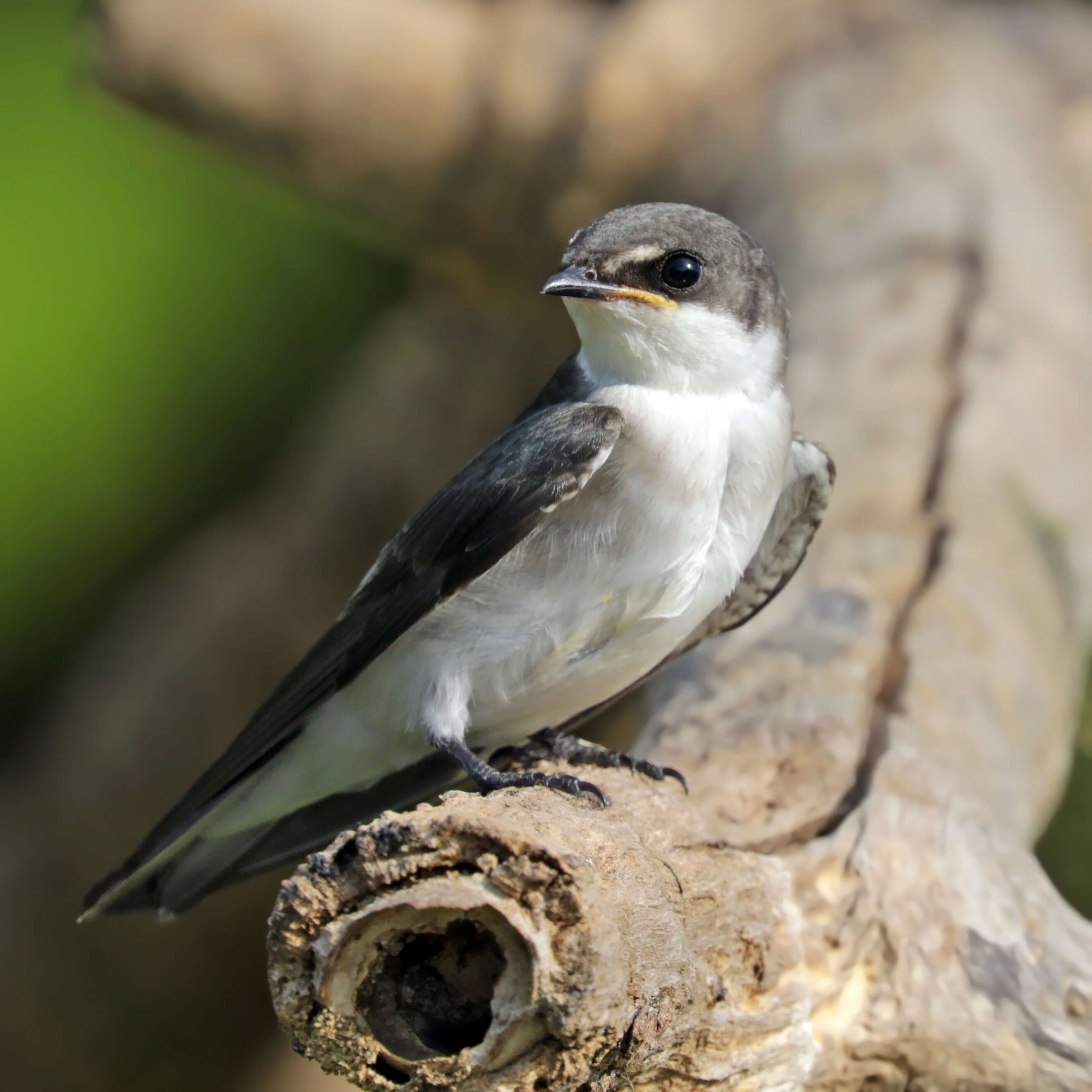 Image of Mangrove Swallow