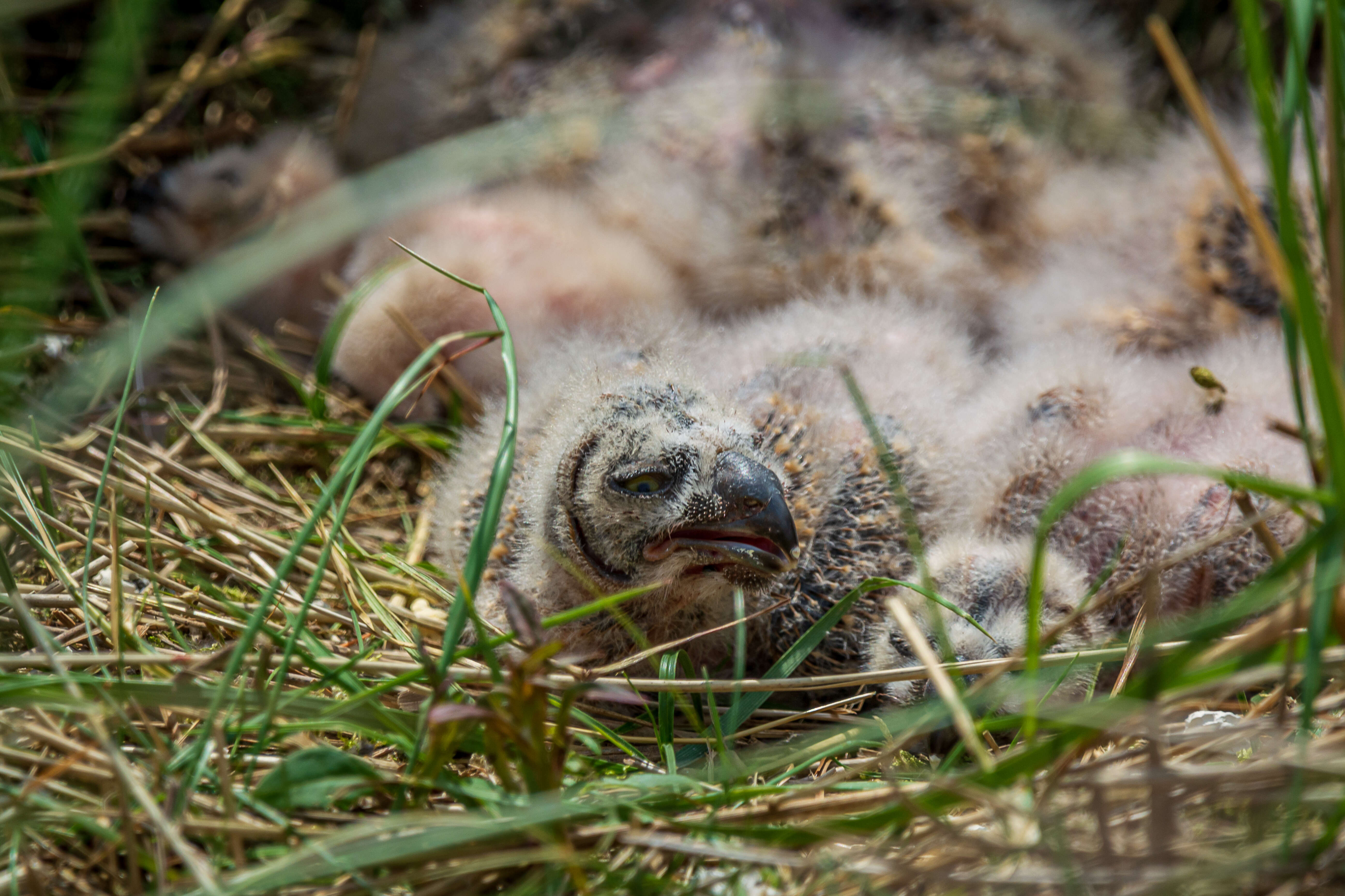 Image de Hibou des marais