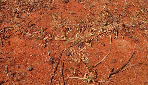 Image de Tribulus macrocarpus F. Müll. ex Benth.