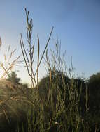 Image of american willowherb