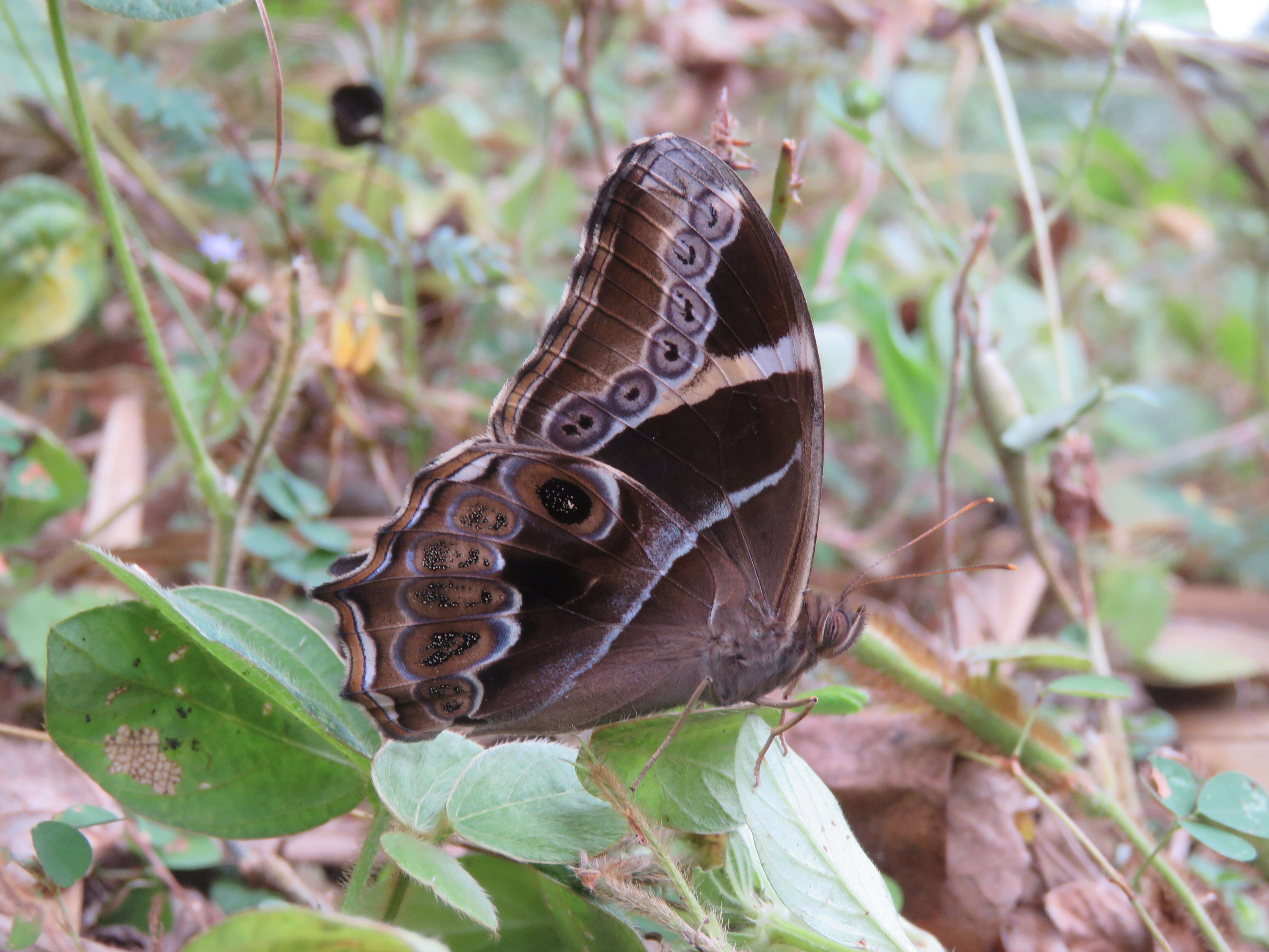 Image of Bamboo Tree Brown