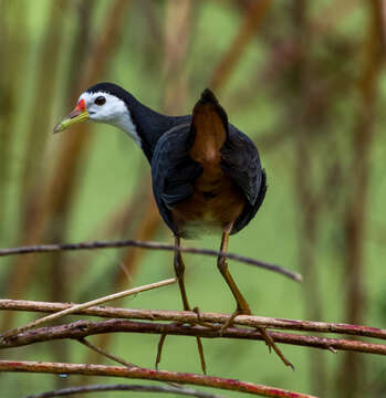 Image of White-breasted Waterhen