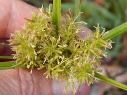 Image de Cyperus hillebrandii Boeckeler