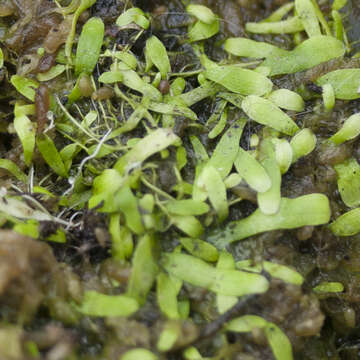 Image de Utricularia involvens Ridl.