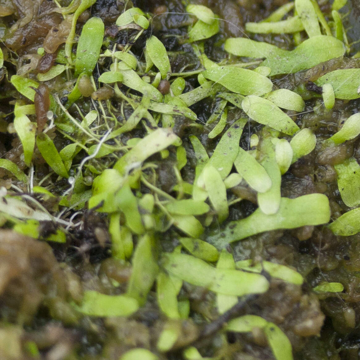 Image of Utricularia involvens Ridl.