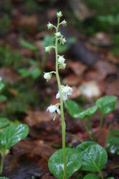 Image of Pyrola media Sw.