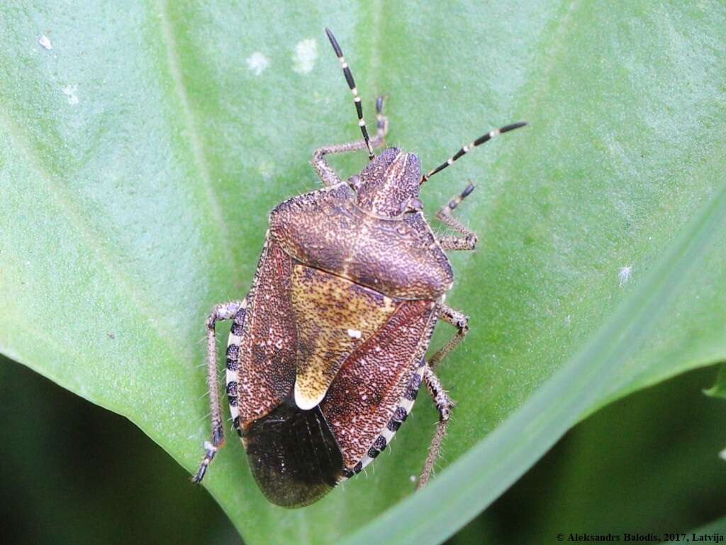 Image of sloe bug