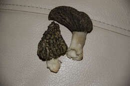 Image of Morchella importuna M. Kuo, O'Donnell & T. J. Volk 2012