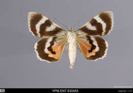 Image of red underwing