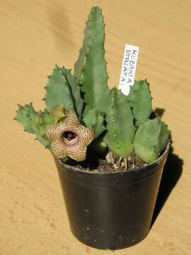 Image of Huernia