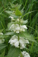 Image of white deadnettle