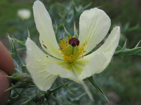 Imagem de Argemone ochroleuca Sweet