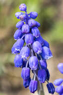 Image of Armenian grape hyacinth