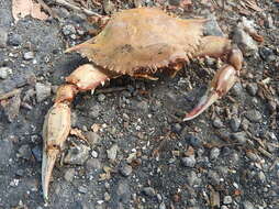 Image of sharptooth swimming crab