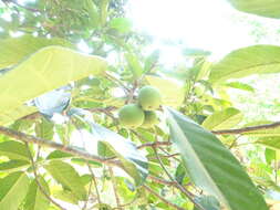 Image of Ficus callosa Willd.