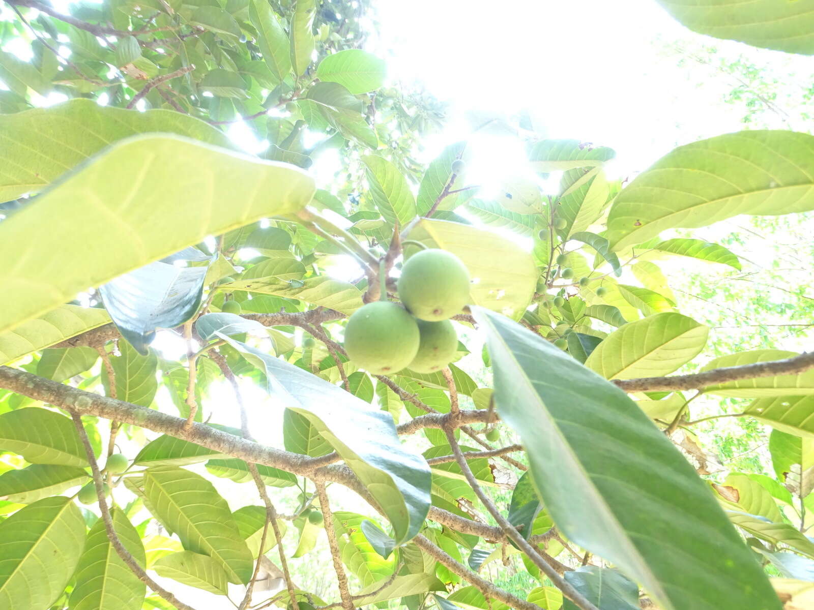 Image of Ficus callosa Willd.