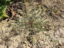 Image of Narrow-leaved Bird's-foot-trefoil