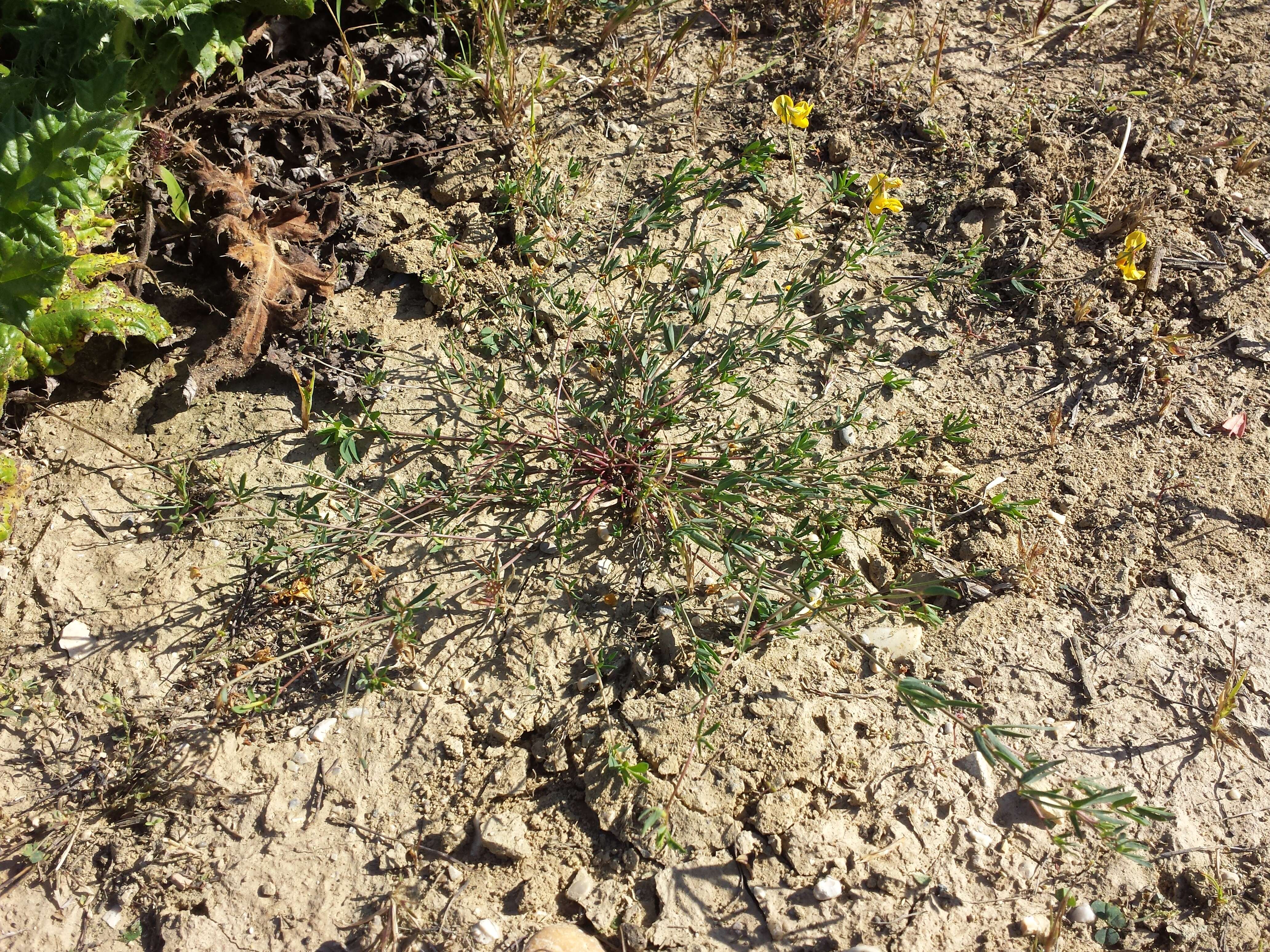 Image of Narrow-leaved Bird's-foot-trefoil