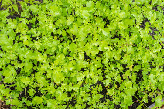 Image of white mustard