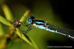 Sivun Austrolestes colensonis (White ex White & Gardiner Butler 1846) kuva