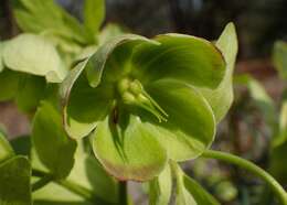 Image of Stinking Hellebore