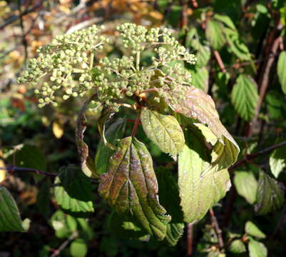 Image of Viburnum betulifolium Batalin