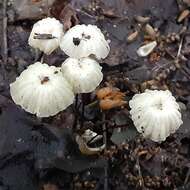 Image of Marasmius rotula (Scop.) Fr. 1838