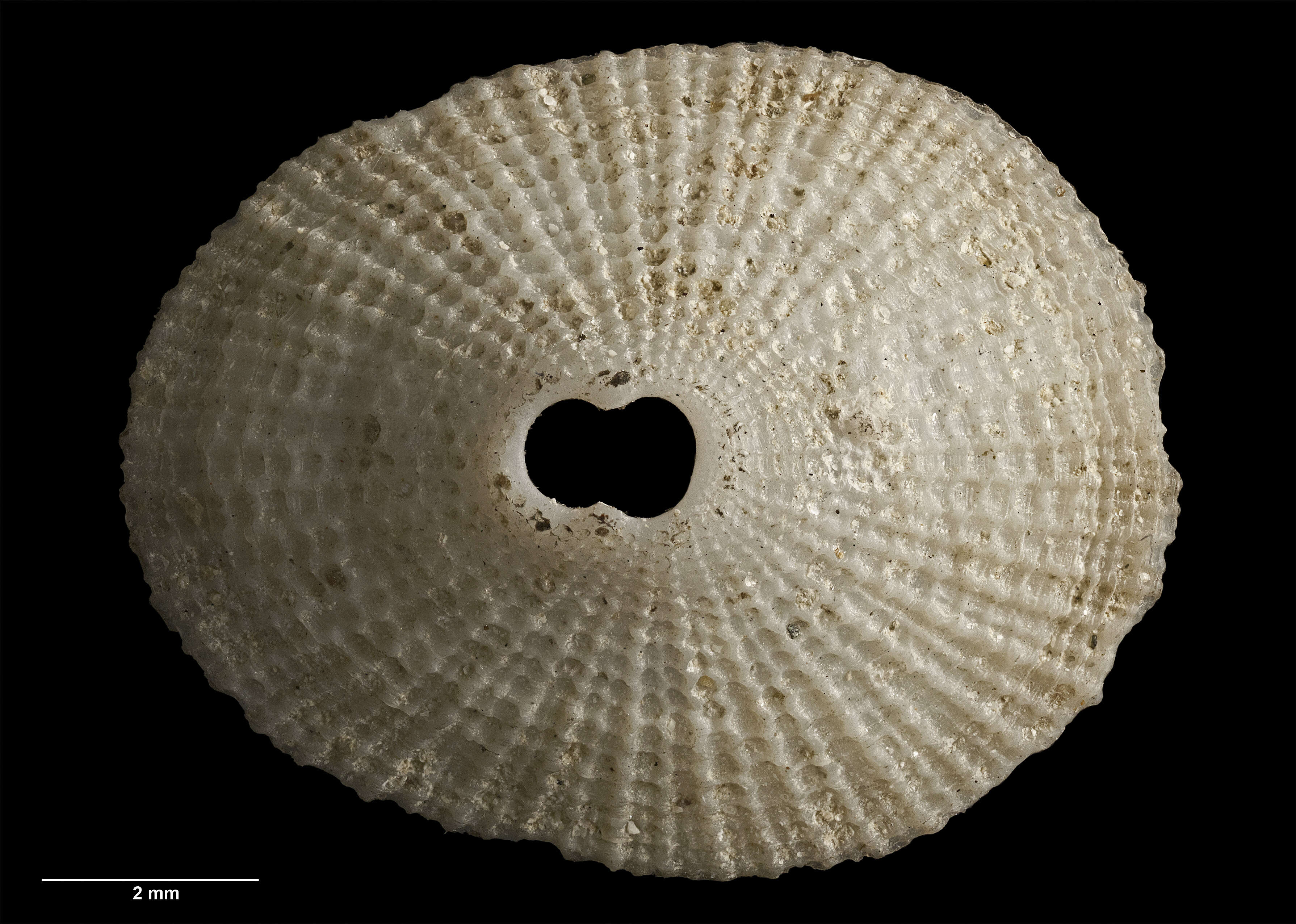 Image of Monodilepas otagoensis Finlay 1930