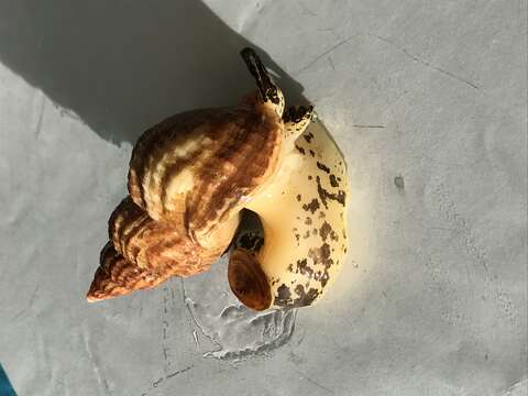 Image of Common whelk