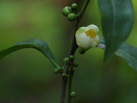 Image of Tea plant