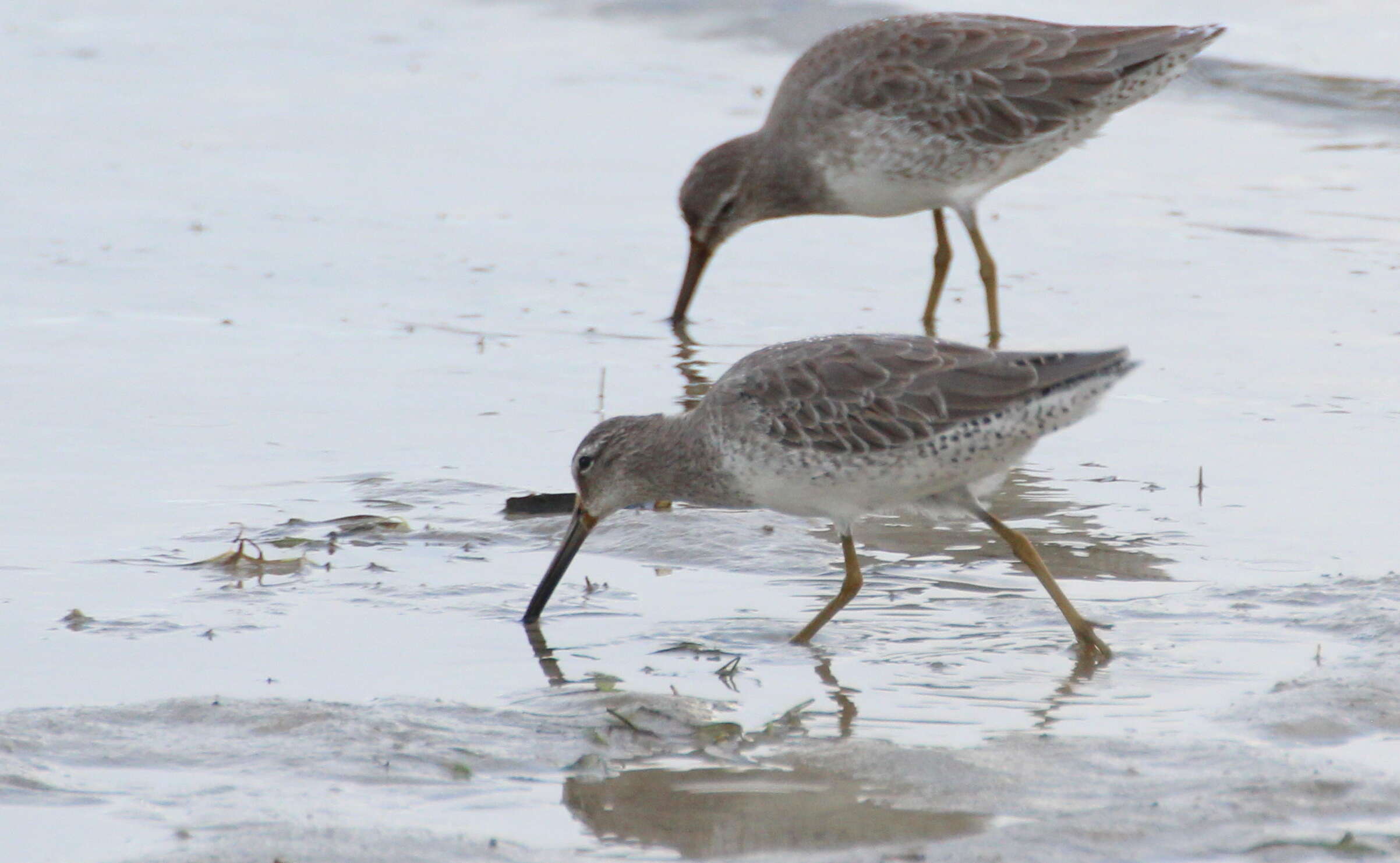 Image of Short-billed Dowitcher