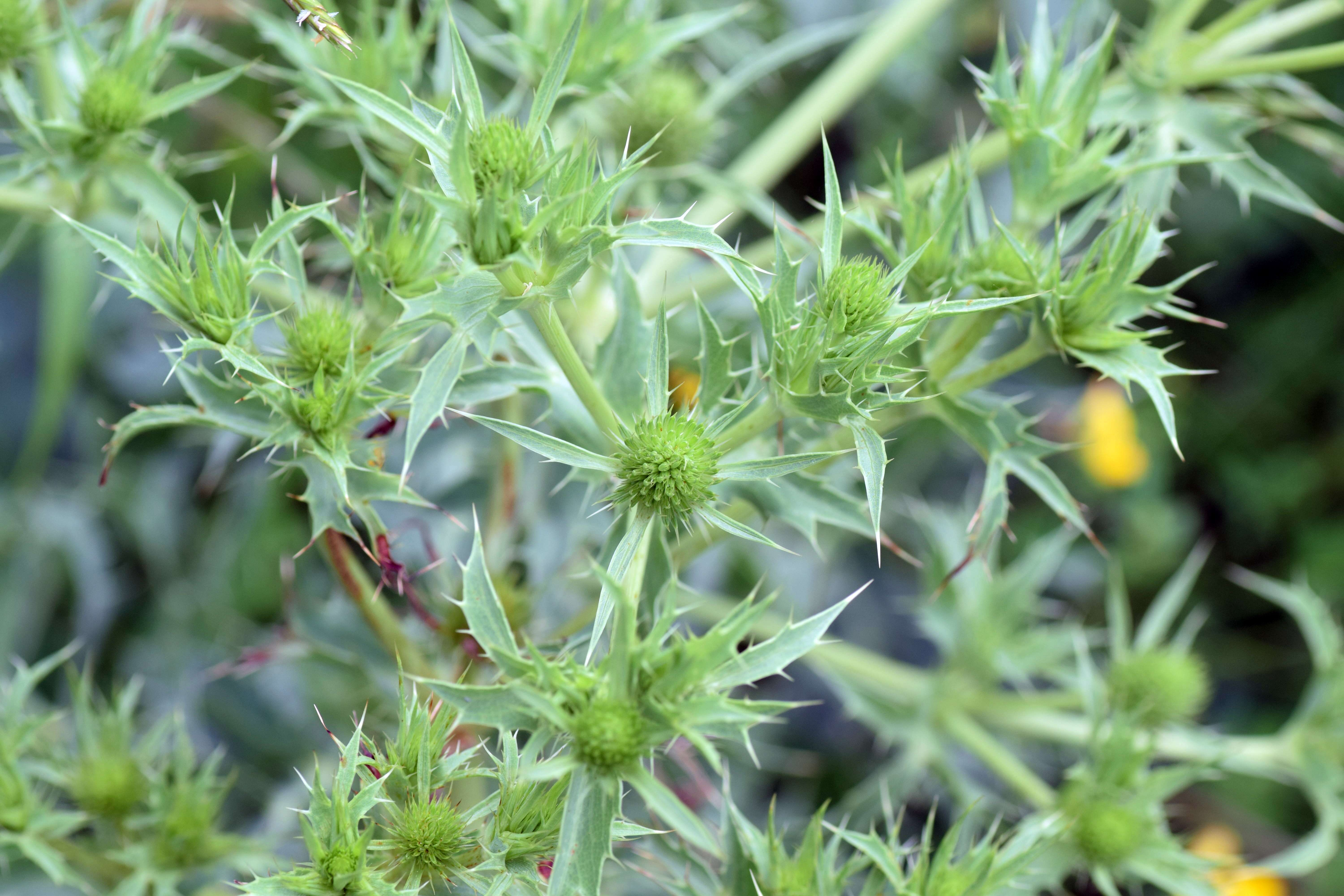 Image de chardon roulant