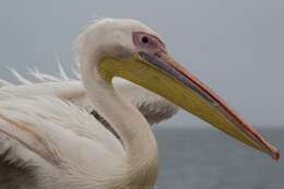 Image of Great White Pelican