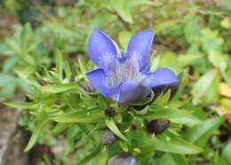 Image of crested gentian