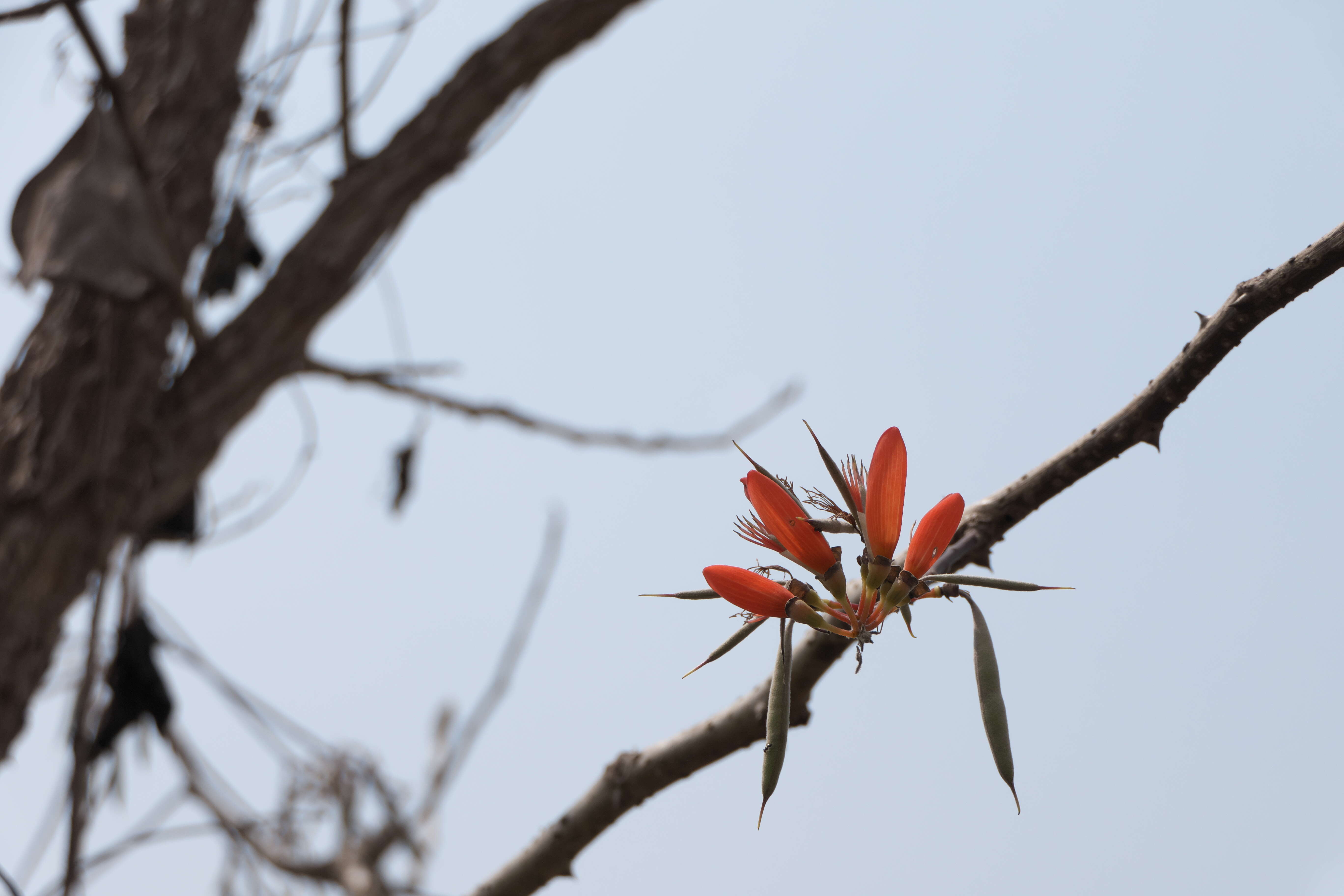 Plancia ëd Erythrina suberosa Roxb.