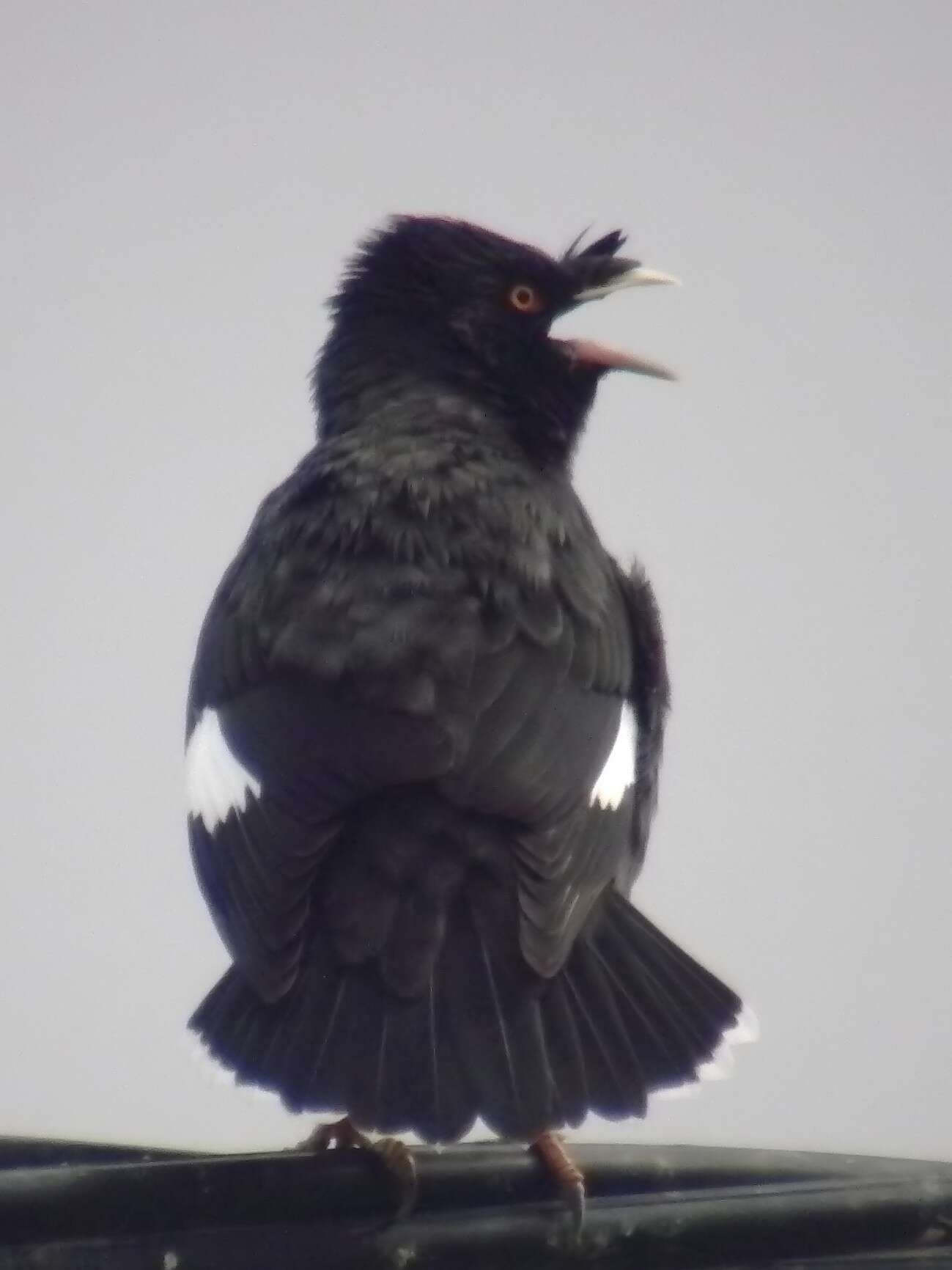 Image of Crested Myna