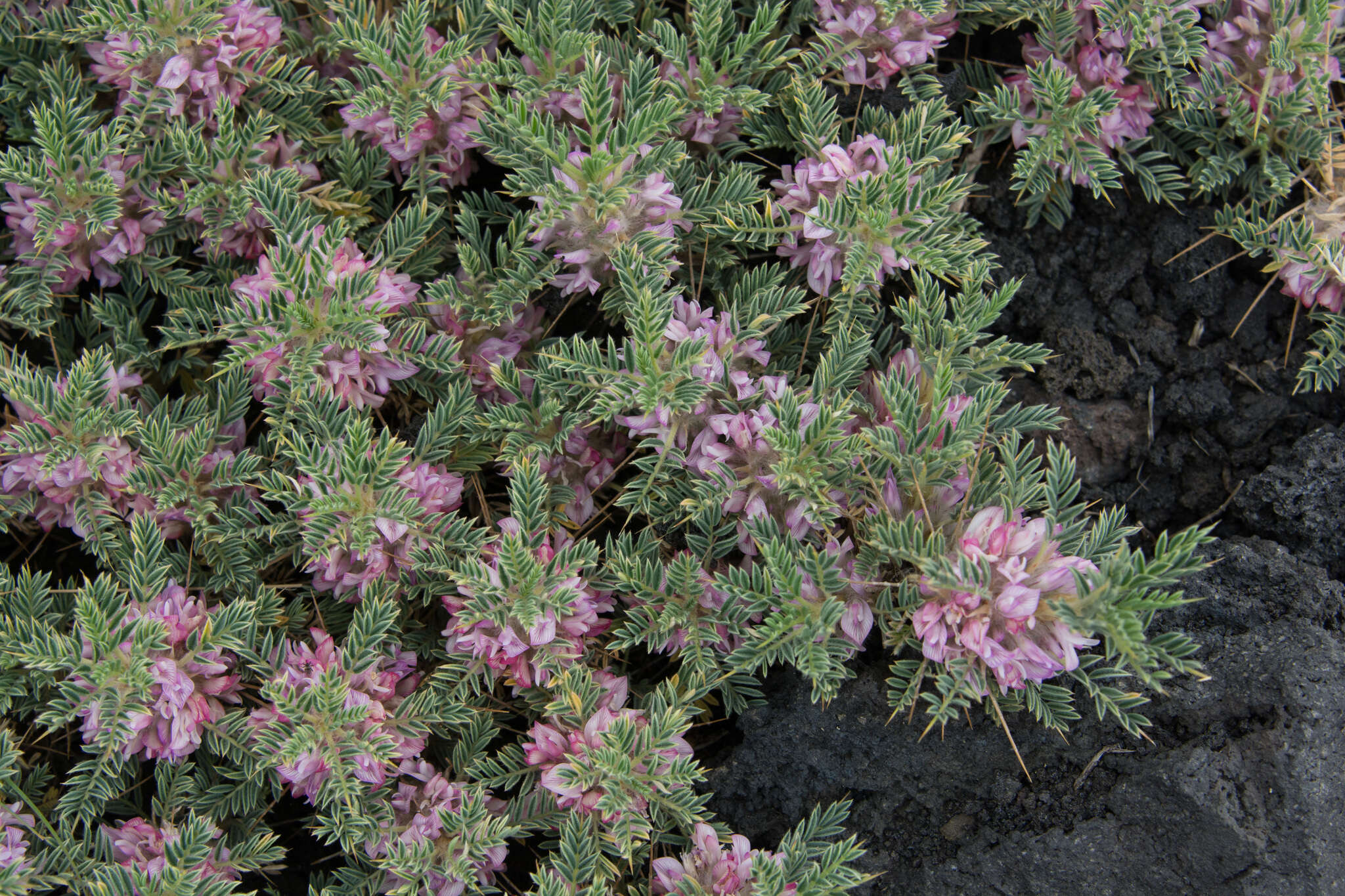 Image of Astragalus siculus Rafin.