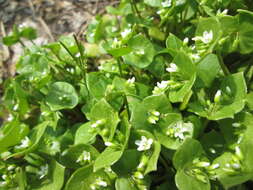 Image of Indian lettuce