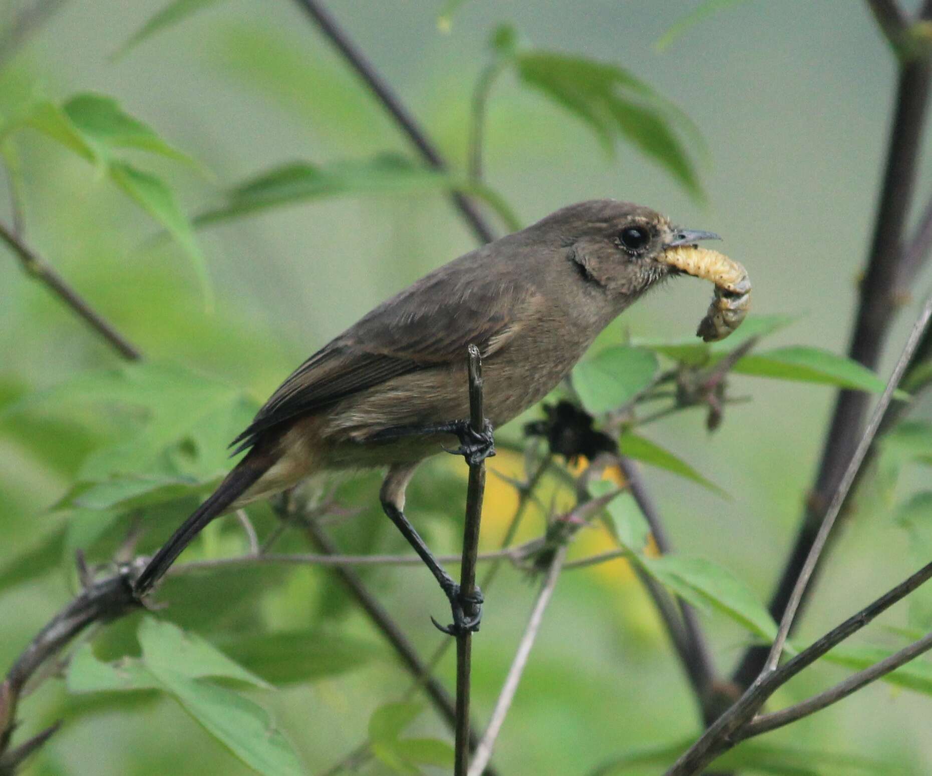 Image of Pied Bush Chat