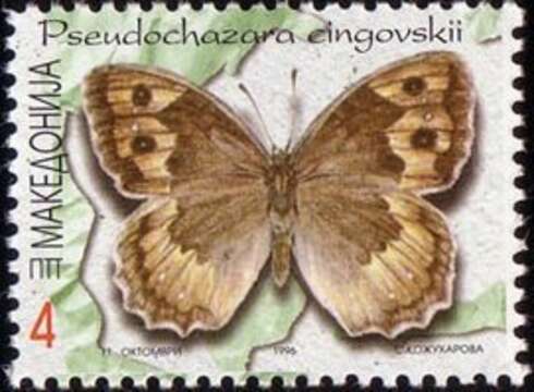 صورة Pseudochazara cingovskii Brown