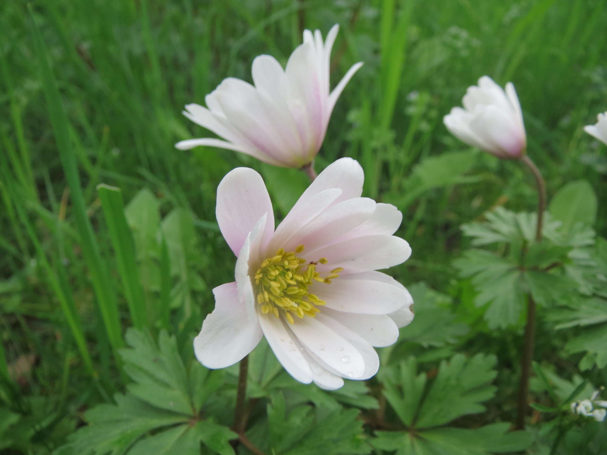 Image of Balkan Anemone