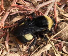 Image of Crotch bumble bee