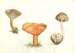 Image of Funnel Chanterelle