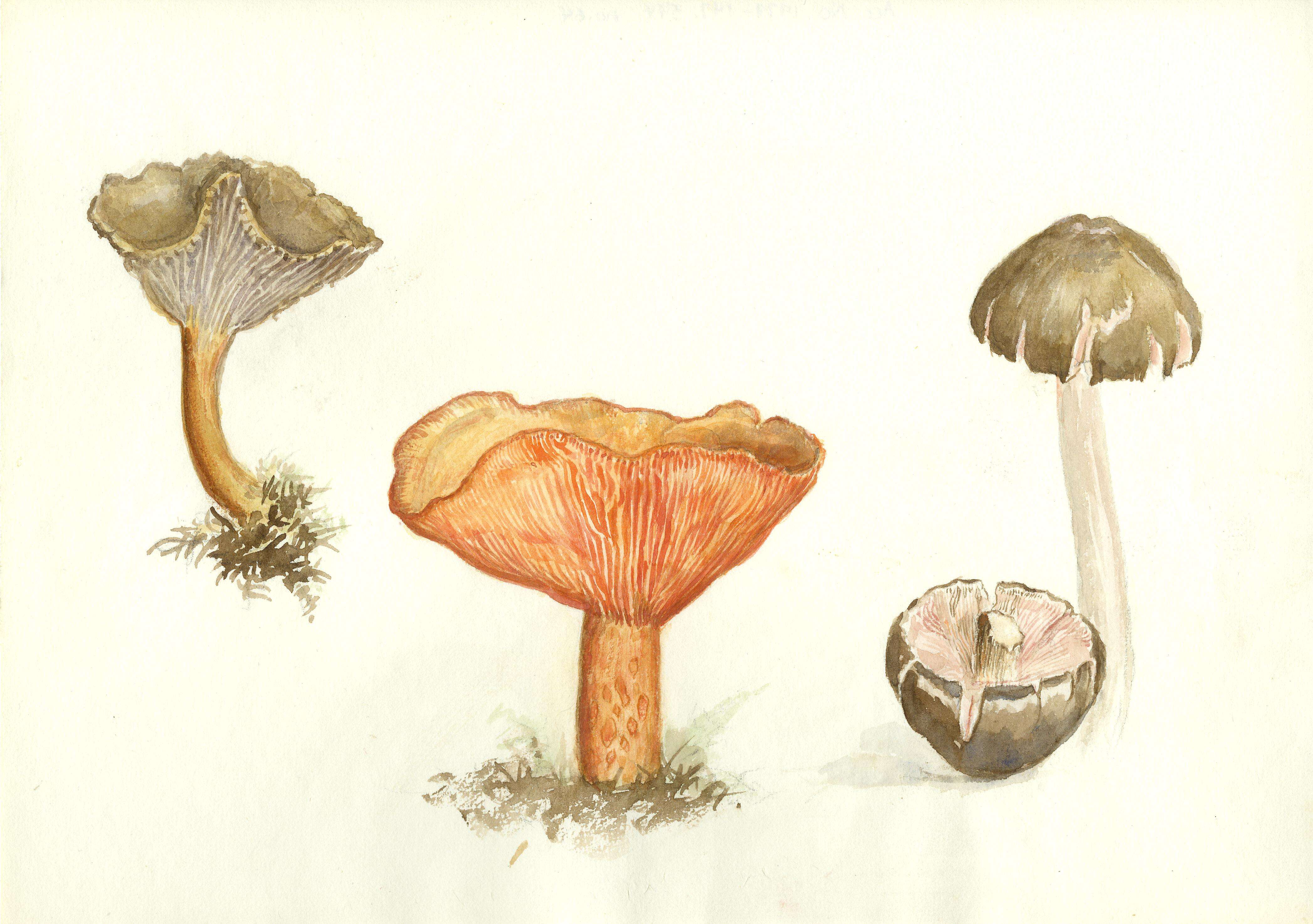 Image of Funnel Chanterelle