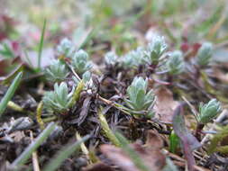 Image of field cudweed