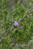 Image of Mauve freylinia