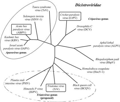 Image of Dicistroviridae