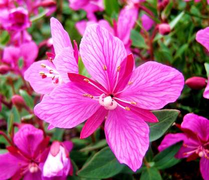 Image of dwarf fireweed