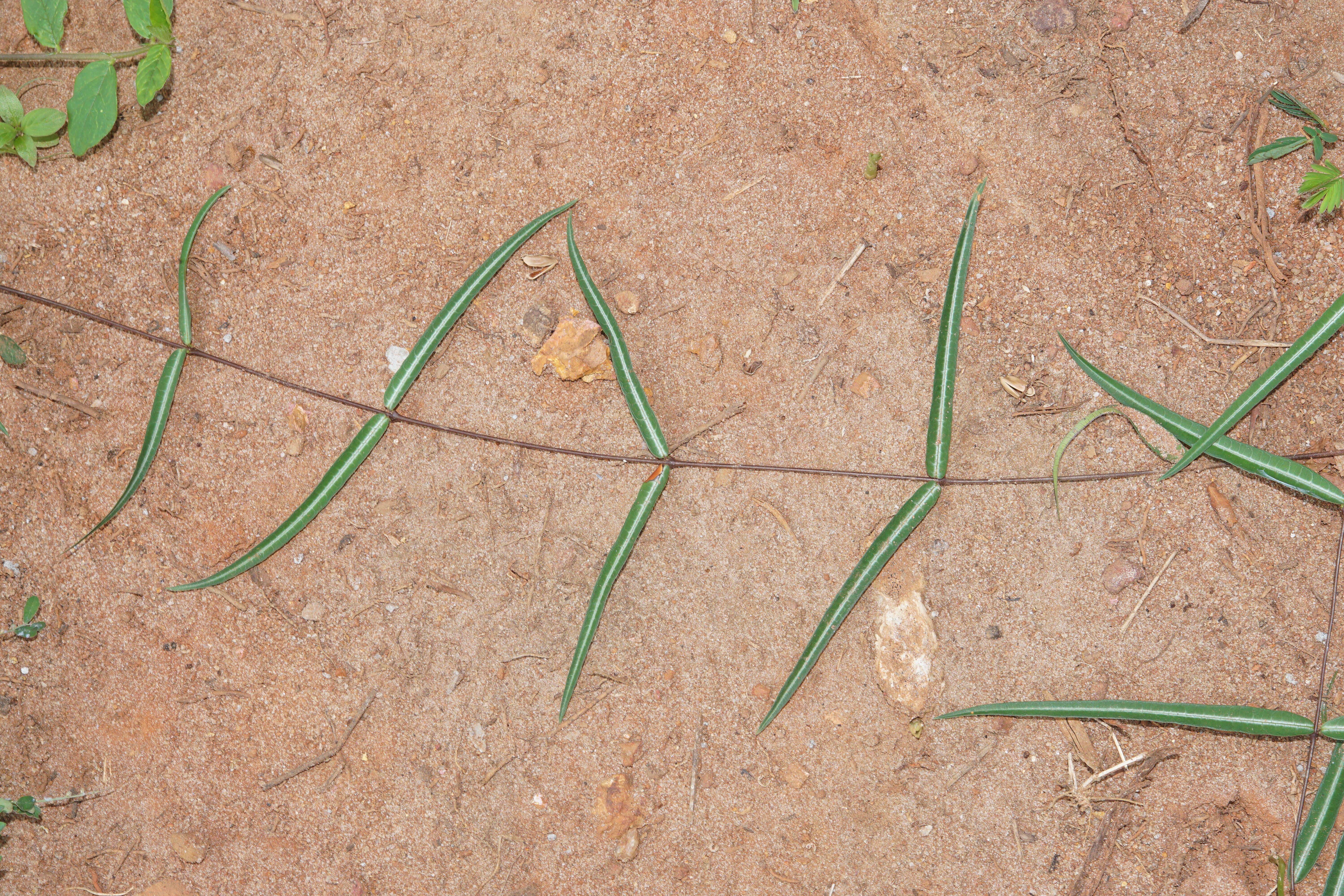 Image de Hemidesmus indicus (L.) R. Br.